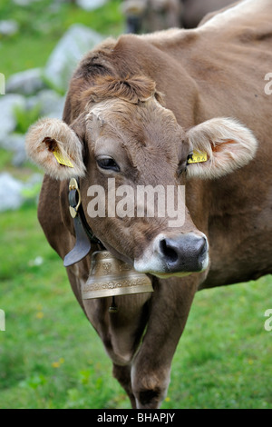 Ritratto di Bruna Alpina vacca (Bos taurus) con campanaccio in prato, alpi svizzere, Svizzera Foto Stock