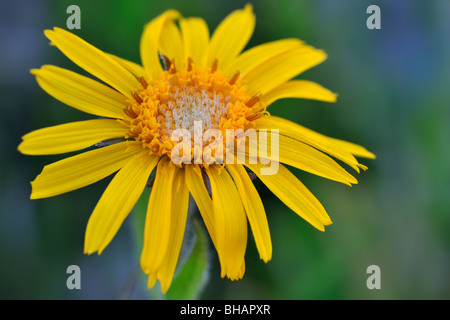 Europa / arnica / wolf's bane (Arnica montana) in fiore nelle alpi svizzere, Svizzera Foto Stock