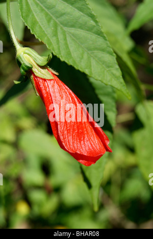 Tipico fiore Chembarathi.una varietà Tipo di Red China Rose.noto anche come scarpa fiore (tipica varietà) Foto Stock