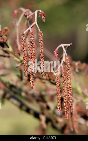 Ontano Manchurian amenti, Alnus hirsuta (syn A. inokumai, A. incana, A. sibirica A. tinctoria), Betulaceae, Sud della Siberia, Cina Foto Stock