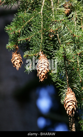 Oregon Douglas-fir o la Costa Douglas-fir, Pseudotsuga menziesii, Pinaceae, Nord America, USA e Messico. Foto Stock