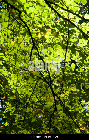 Foglie di faggio Foto Stock