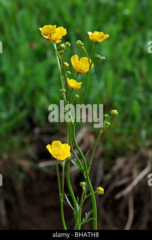 Prato buttercup / Tall buttercup (Ranunculus acris), Germania Foto Stock