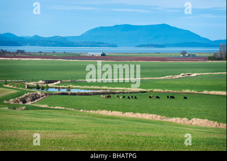 Questo terreno coltivato può essere visto in Skagit Valley, area di Washington. Puget Sound isole possono essere visti sullo sfondo. Foto Stock