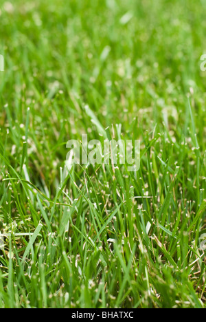Close-up di erba Foto Stock