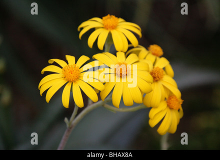 Caputia medley-woodii, Senecio medley-woodii, Asteraceae, Sudafrica Foto Stock