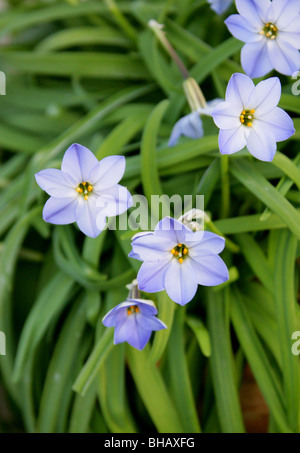 La molla Starflower, Ipheion uniflorum, Alliaceae Foto Stock