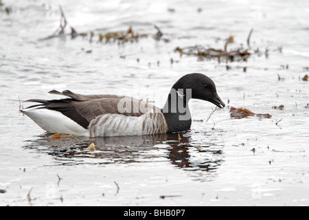 Ventre pallido Brent Goose nuoto Foto Stock