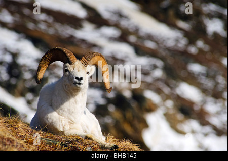 Un dallâ pecore ram in appoggio sulla tundra nel Parco Nazionale di Denali, interno, Alaska, molla Foto Stock