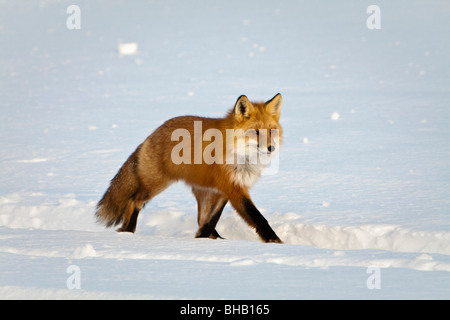 Red Fox sentiero di attraversamento su Puntilla Lake, centromeridionale, Alaska inverno Foto Stock