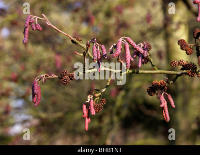 Ontano Manchurian amenti, Alnus hirsuta (syn A. inokumai, A. incana, A. sibirica A. tinctoria), Betulaceae, Sud della Siberia, Cina Foto Stock