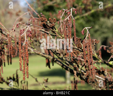 Ontano Manchurian amenti, Alnus hirsuta (syn A. inokumai, A. incana, A. sibirica A. tinctoria), Betulaceae, Sud della Siberia, Cina Foto Stock