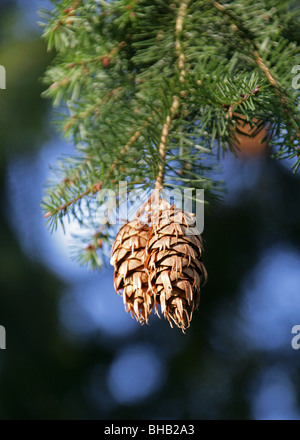 Oregon Douglas-fir o la Costa Douglas-fir, Pseudotsuga menziesii, Pinaceae, Nord America, USA e Messico. Foto Stock