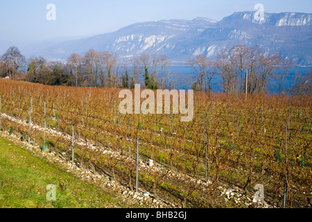 Un francese di vigneto alpino / vine yard durante l'inverno. Le Alpi sono visibili in lontananza. Foto Stock