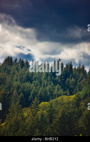 Albero di abete foresta, Chiniak Bay, isola di Kodiak, Southwest Alaska, caduta Foto Stock