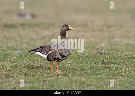 Adulto bianca della Groenlandia oca fronteggiata Foto Stock