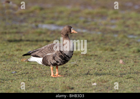 Adulto bianca della Groenlandia oca fronteggiata Foto Stock