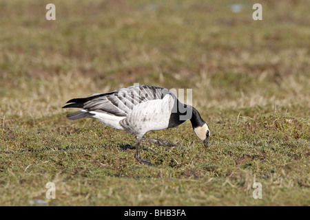 Adulto Barnacle Goose Foto Stock