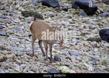 Giovani Red Deer mangiare alghe marine su una costa rocciosa Foto Stock
