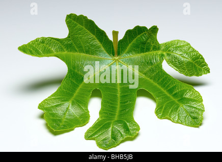 foglia di fico Foto Stock