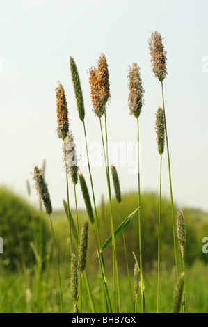 Snella coda di volpe (Alopecurus mvosuroides), fioritura. Foto Stock