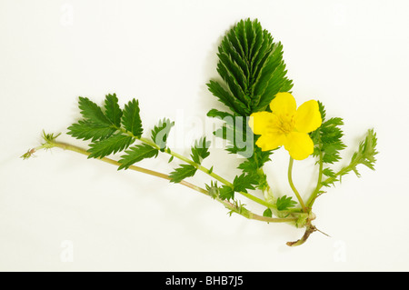 Oca Grass, Silverweed, Tansy selvatico (Potentilla anserina). Pianta con fiori, foglie e radice, studio immagine. Foto Stock