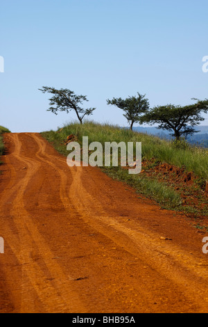 Via nella savana Africana con comuni Umbrella Thorn alberi d'acacia. Genere; Acacia. Specie; Tortili. Sud Africa. Foto Stock