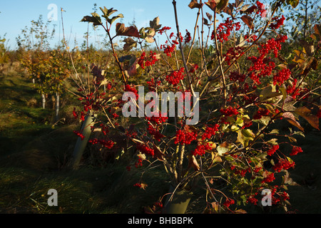 Bacche rosse di viburno Rose in una giovane piantagione di legno, Leicestershire Foto Stock