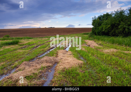 Dopo la pioggia a molla sul prato in riva al lago Foto Stock