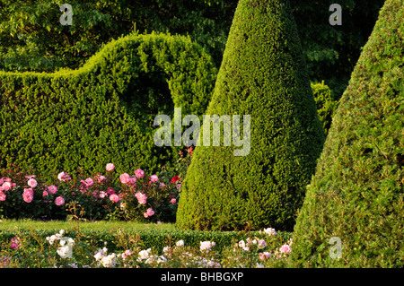 Common yew (Taxus baccata) con forma conica in un giardino di rose, britzer garten, Berlino, Germania Foto Stock