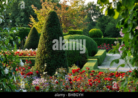 Common yew (Taxus baccata) a forma conica e di forma sferica in un giardino di rose, britzer garten, Berlino, Germania Foto Stock