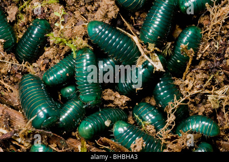 Pillola verde Millipedes, (genere Sphaerotherium) i giovani emergenti dalla metropolitana di nido, Marojejy National Park, Madagascar Foto Stock
