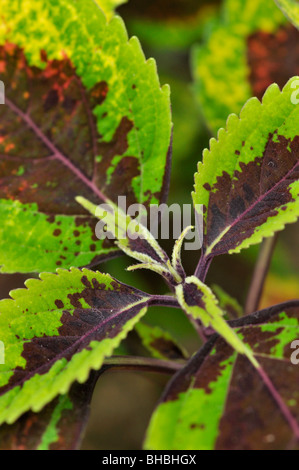 Coleus (solenostemon scutellarioides syn. coleus blumei) Foto Stock