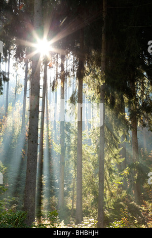 Fasci di luce solare in foresta Foto Stock