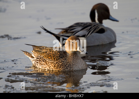 Pintail; Anas acuta; coppia; anatre Foto Stock