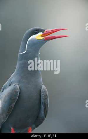 Inca Tern (Larosterna inca) minacciati uccelli marini, corrente di Humboldt, Pucusana, Perù Foto Stock