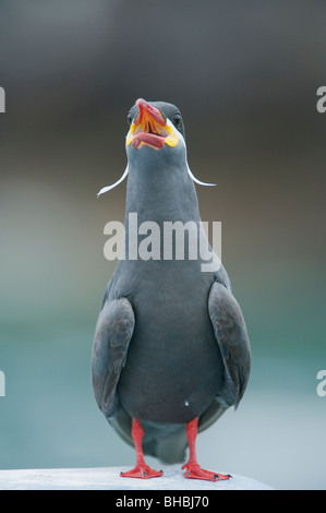 Inca Tern (Larosterna inca) minacciati uccelli marini, corrente di Humboldt, Pucusana, Perù Foto Stock