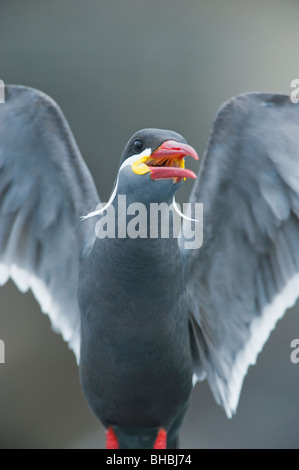 Inca Tern (Larosterna inca) minacciati uccelli marini, corrente di Humboldt, Pucusana, Perù Foto Stock