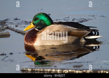 Mallard; Anas platyrhynchos; maschio a bordo di acqua; inverno; Lancashire Foto Stock