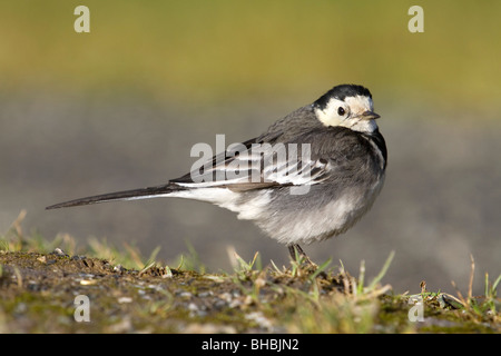 Pied Wagtail; Motacilla alba ssp yarellii Foto Stock