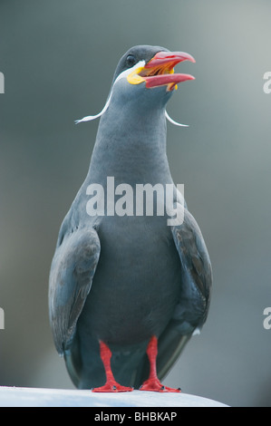 Inca Tern (Larosterna inca) minacciati uccelli marini, corrente di Humboldt, Pucusana, Perù Foto Stock