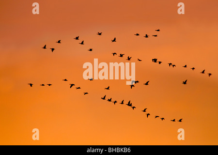 Pink Footed oche; Anser brachyrhynchus; gregge in volo Foto Stock