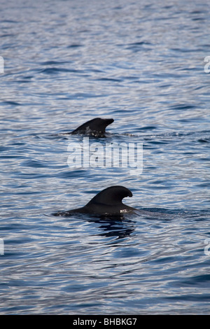 Le alette di due brevi-alettato balene pilota (Globicephala macrorhynchus) può essere visto al di sopra della superficie dell'Oceano Atlantico. Foto Stock