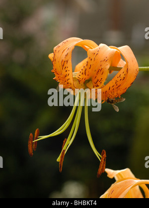 Henry's Lily, Lilium hansonii Foto Stock