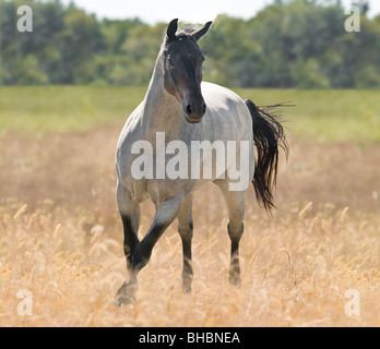 Blue Stefano Quarter Horse mare Foto Stock