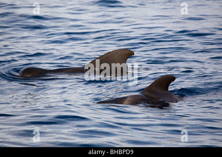 Le alette di due brevi-alettato balene pilota (Globicephala macrorhynchus) può essere visto al di sopra della superficie dell'Oceano Atlantico. Foto Stock