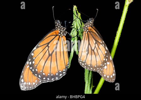 Farfalle monarca (Danaus plexippus) Riposo durante la notte, Calakmul Riserva della Biosfera, Messico Foto Stock