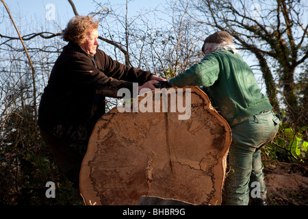 Abbattimento degli alberi nella contea di Limerick Irlanda Foto Stock