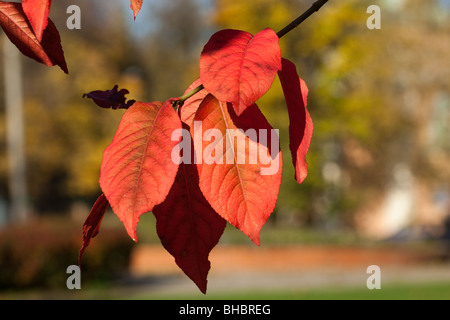 Manifestazioni fenologiche di Autunno nel parco della città. Foto Stock