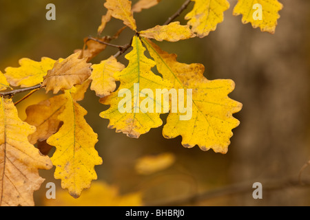 Manifestazioni fenologiche di Autunno nel parco della città. Foto Stock